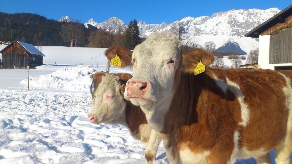 Brandstaetterhof Ξενοδοχείο Schladming Εξωτερικό φωτογραφία